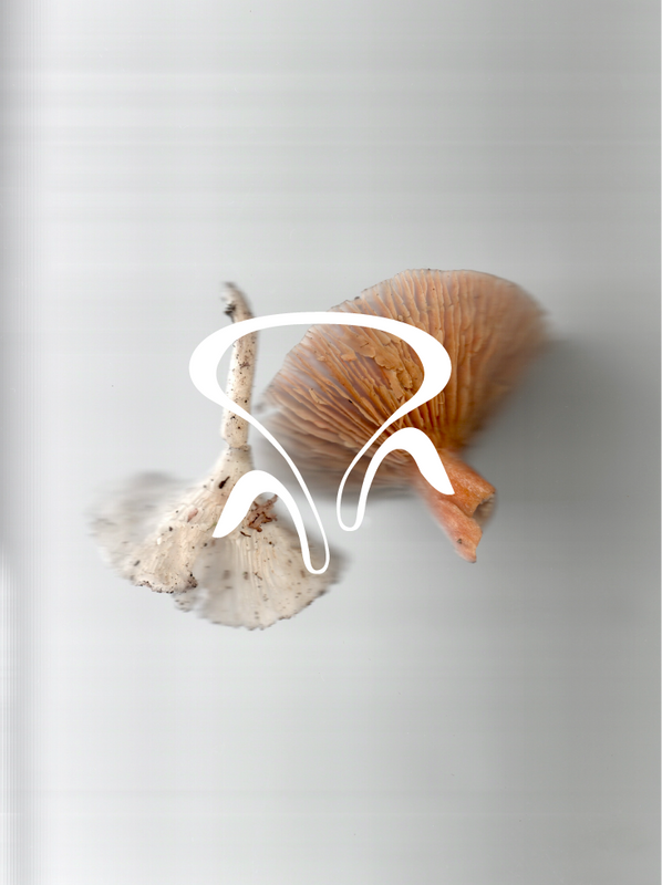 In Conversation with Milana Abensperg und Traun, Founder of Funga