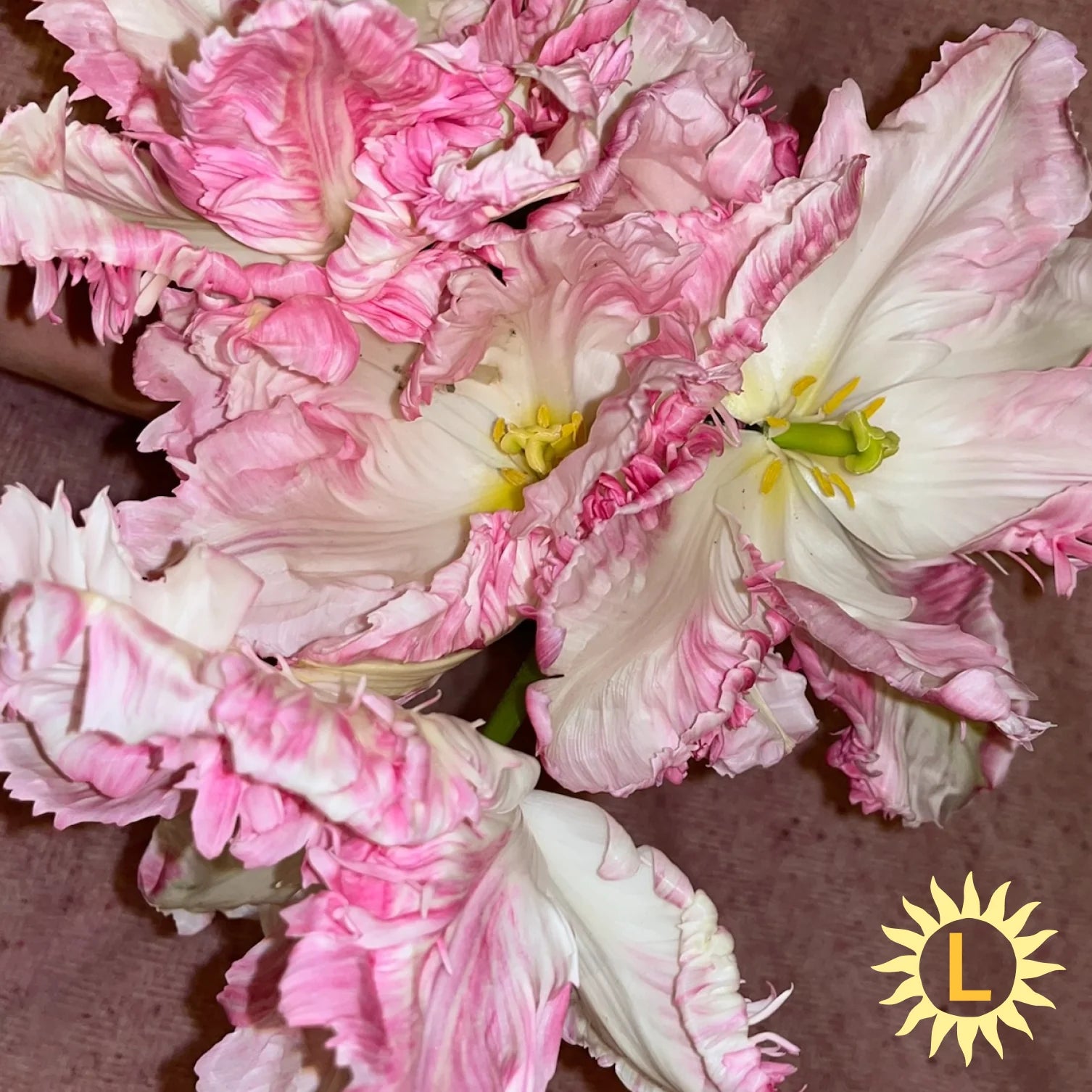 Pink flowers and logo